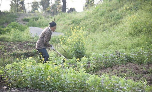 夫妇两放弃事业返乡,种错峰蔬菜成功致富