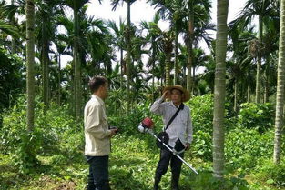 三亚南繁院技术人员到高峰扎南村了解槟榔病虫害防治示范基地并为持续科技服务做好基础工作