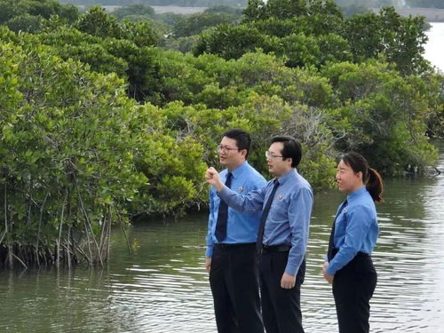 湛江红树林保护成效 亮相 迪拜