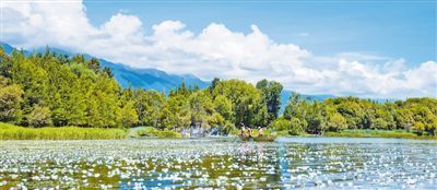 生态改善 海菜花开