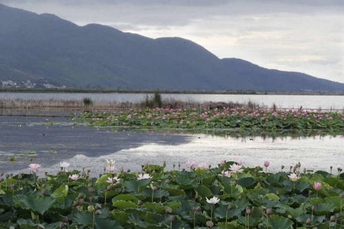 生态有价 云南对九大高原湖泊流域生态产品价值开展核算