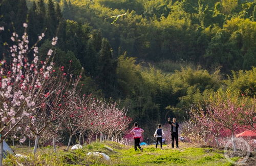 昔日矿坑 变身 十里桃花 林