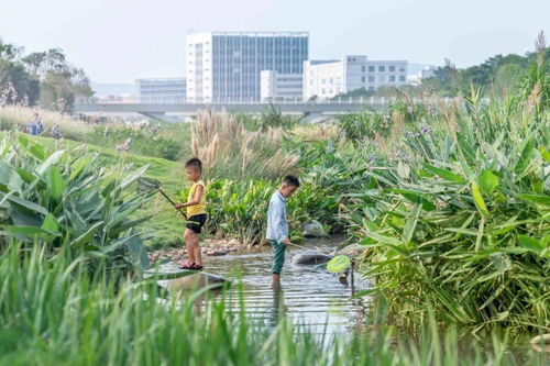 ar精选 重塑河道生命系统 深圳茅洲河碧道 光明段生态修复试点 eadg