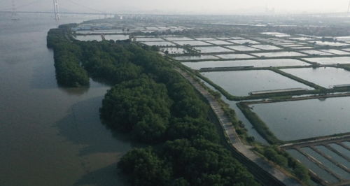 广州番禺海鸥岛红树林海洋生态修复工程圆满完成